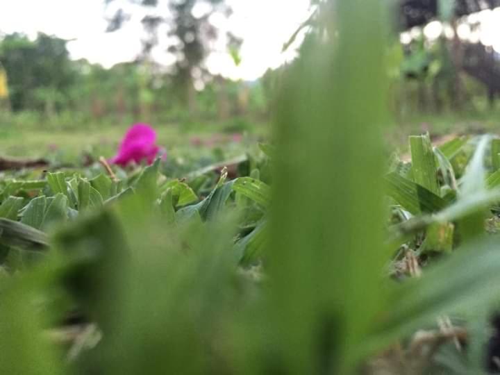 Bolaven Garden Bungalow And Tent - Tad Lo Ban Kiangtat ภายนอก รูปภาพ